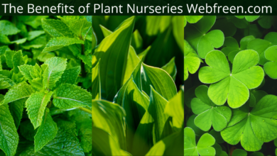 The Benefits of Plant Nurseries Webfreen.com